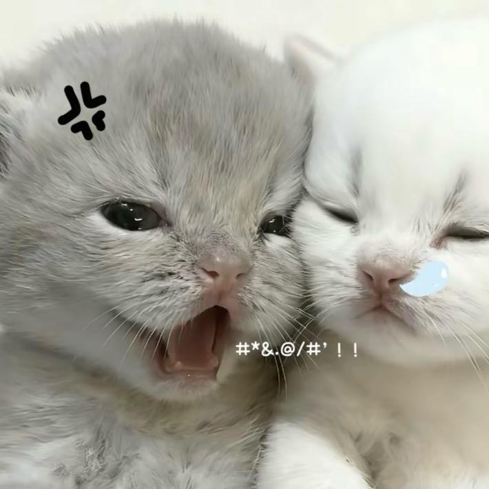 拜见小瑶大王