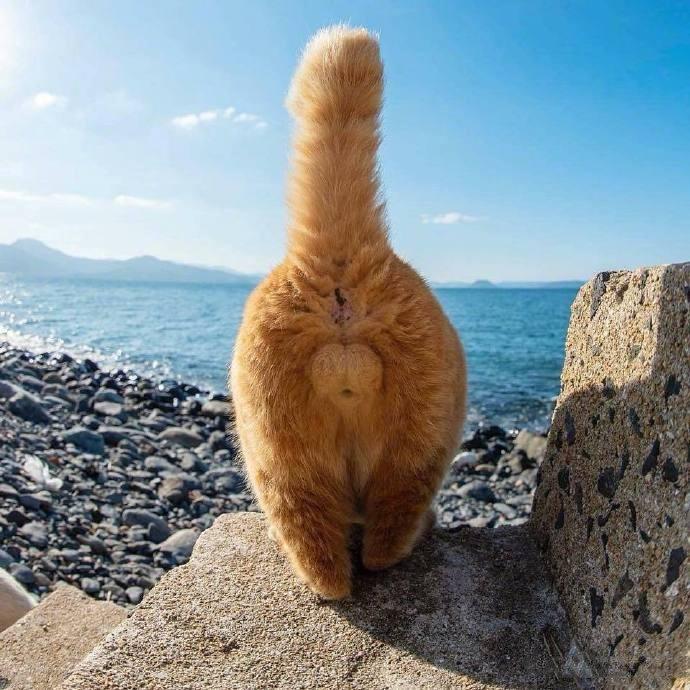 顽强的猪柳蛋