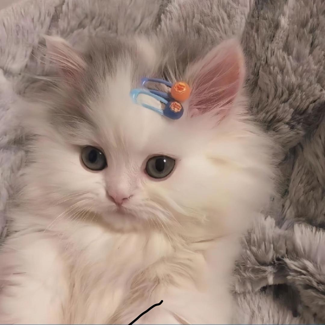 格子呐