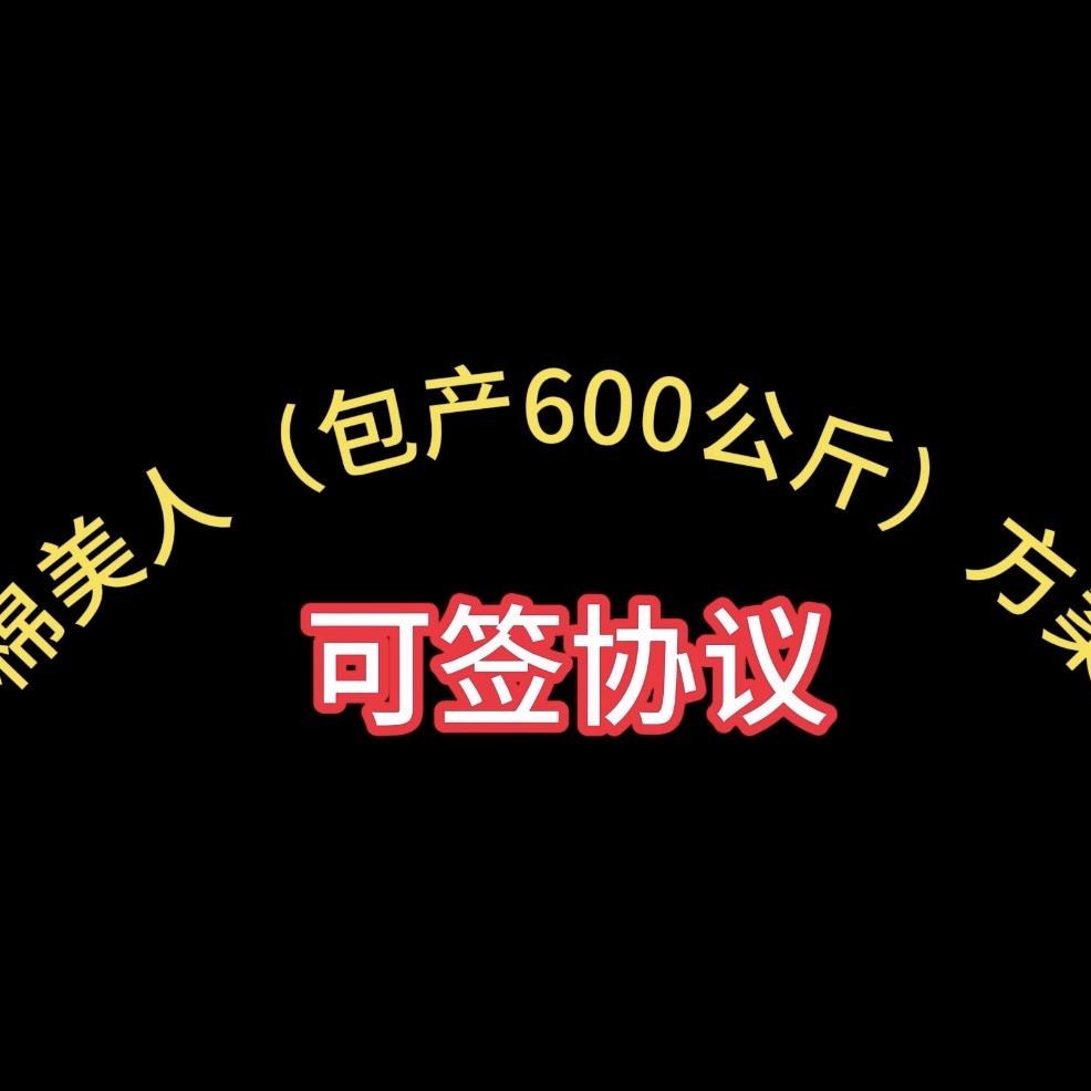 包产600公斤—棉美人方案.姗姗农业
