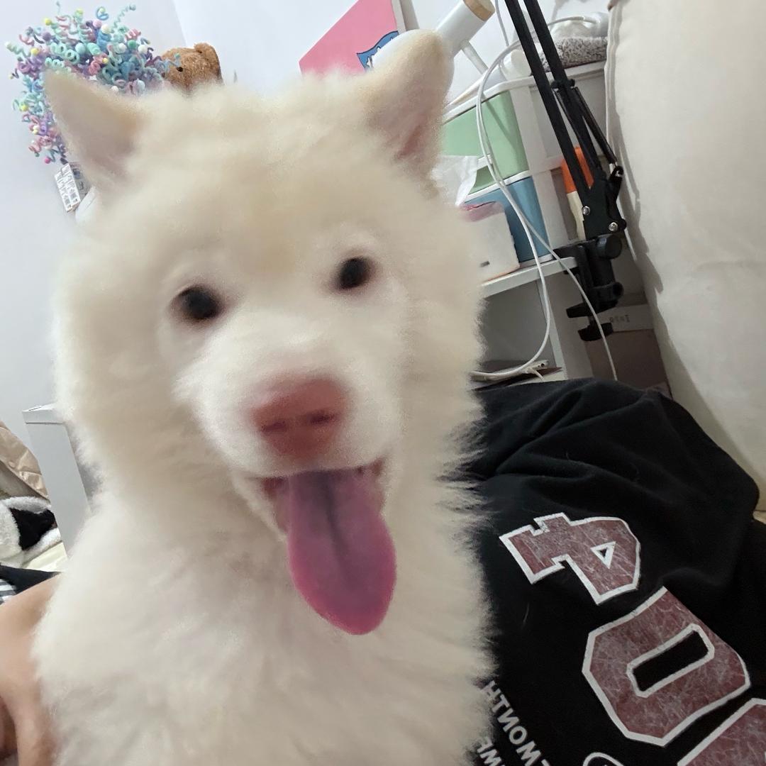 九亿少男的梦（养小狗版