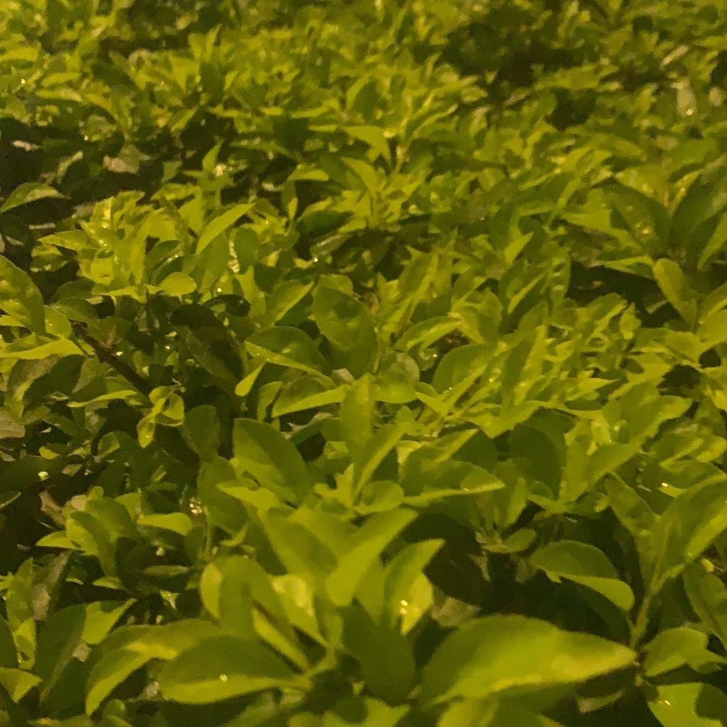 缘原萬倾