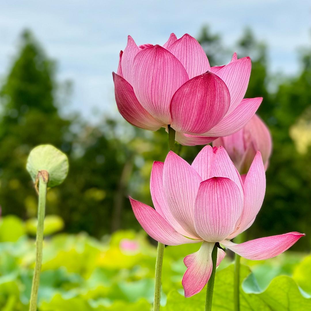 春暖花开^
