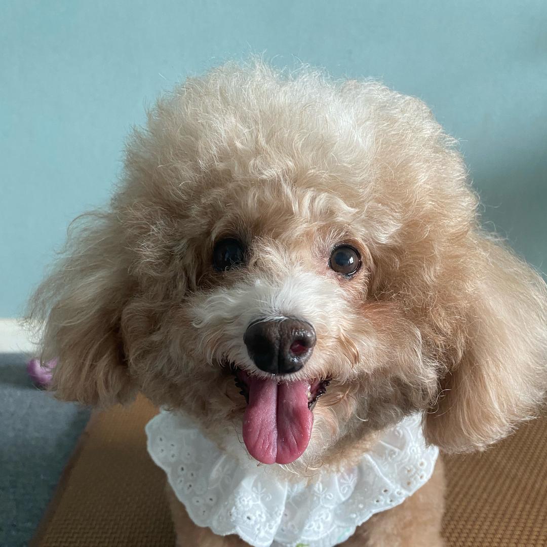 小豁牙丢丢