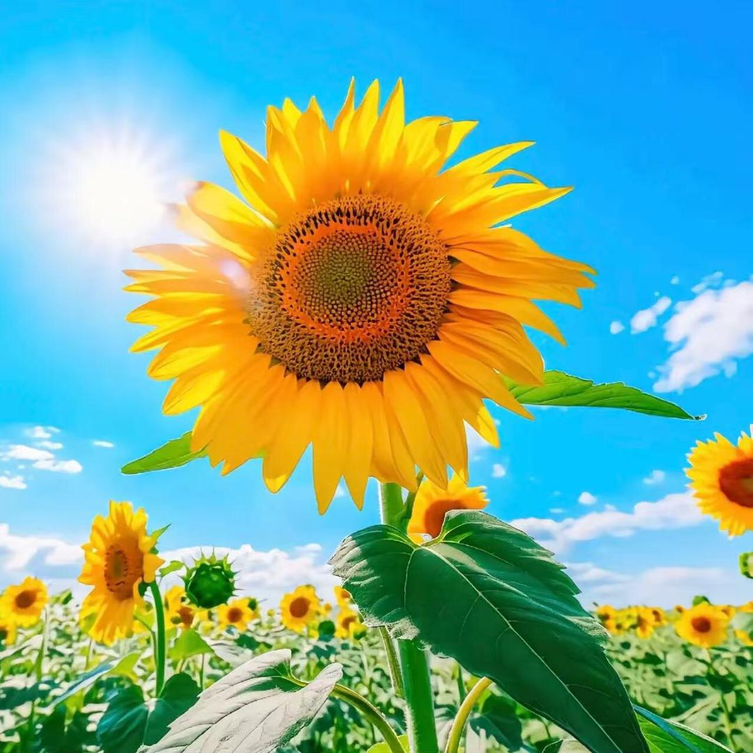 安阳新房，二手房，租房