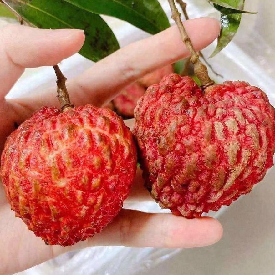 博乐市秦氏水果批发店