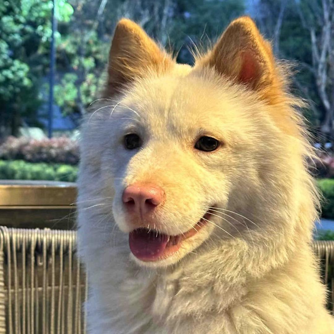 阿杰精品田园犬（养狗看第一条置顶视频）