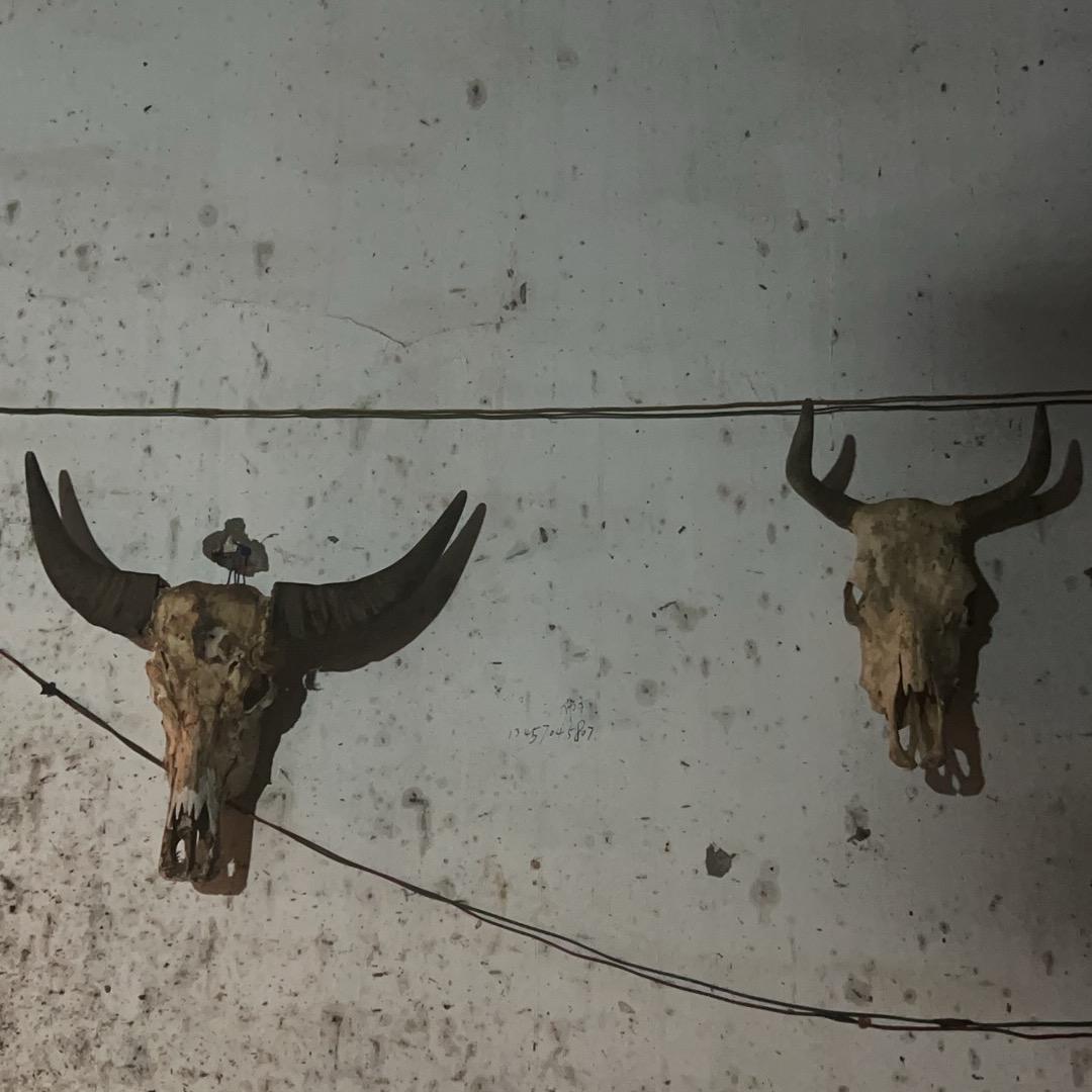 吃草的牛牛🐮