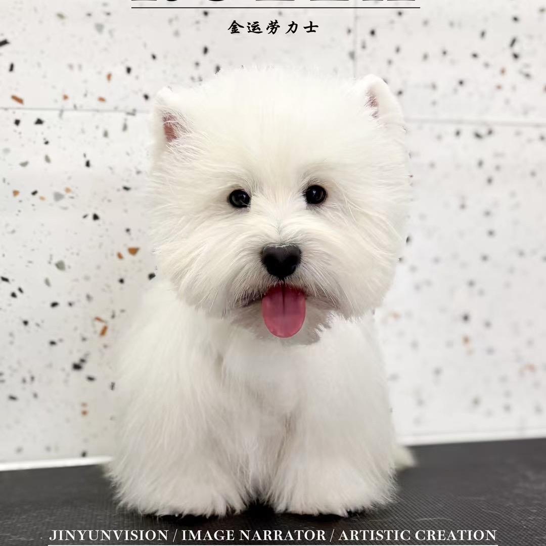 金运西高地繁育基地苗苗