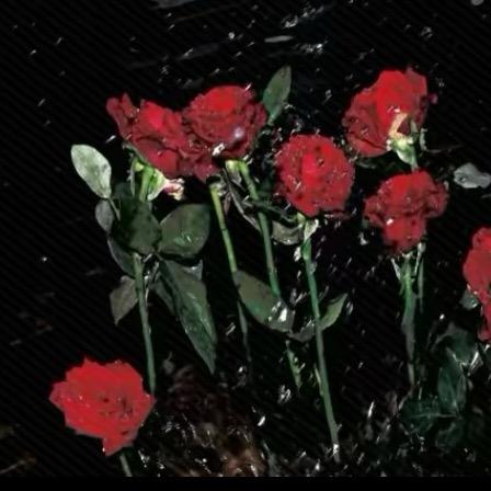 宁采玫瑰不采臣