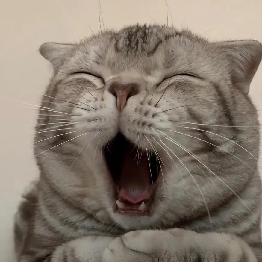 猫咪影视