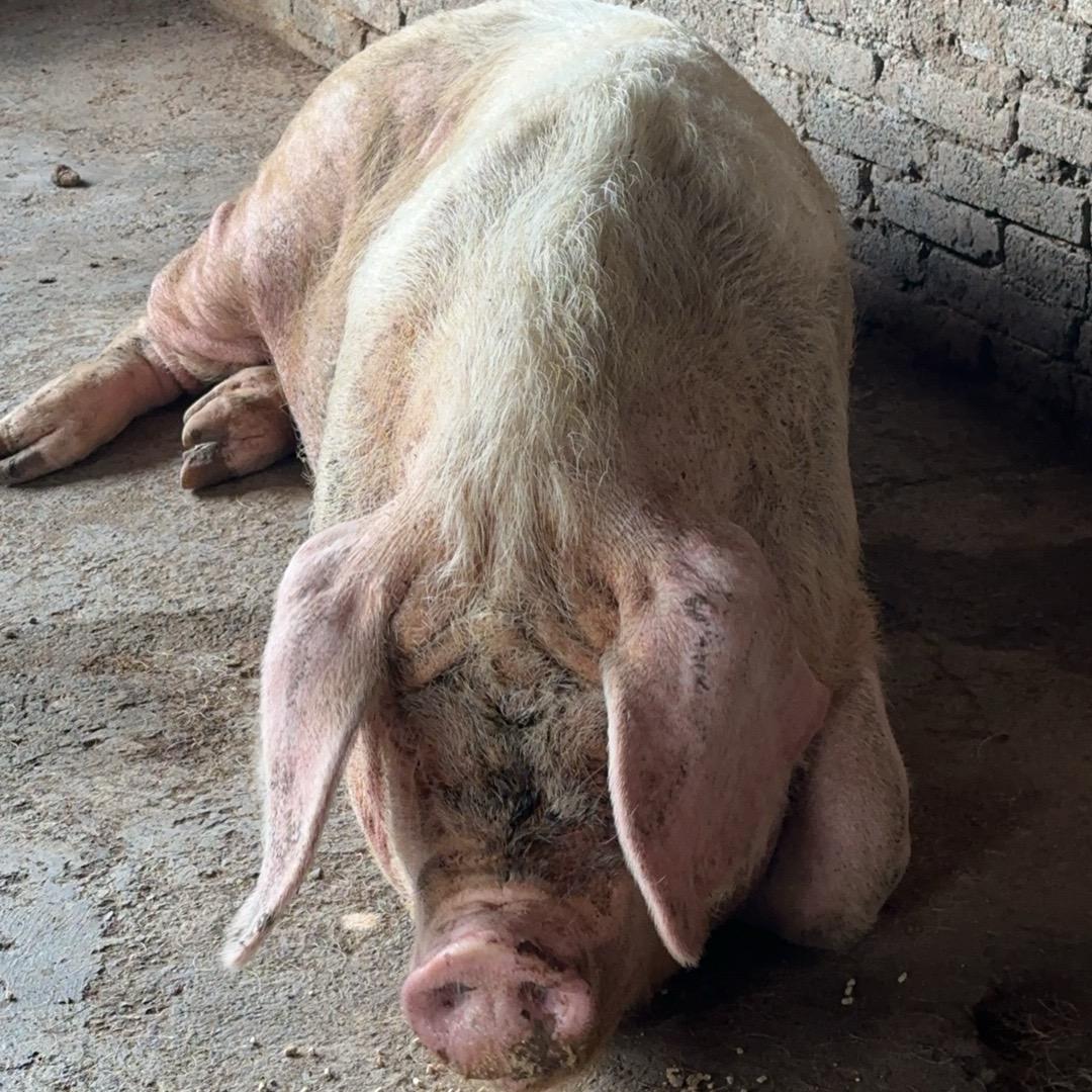 农村小潘熟食猪肉