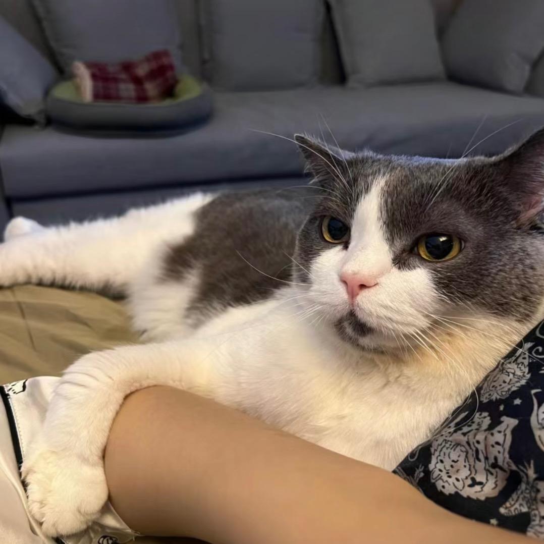 暴躁的小猫💗