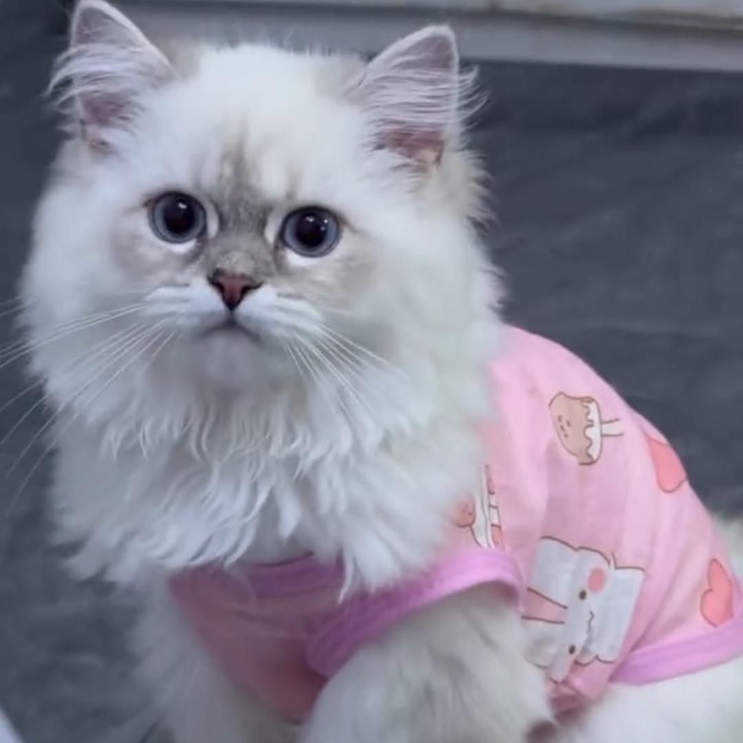 小芳的猫