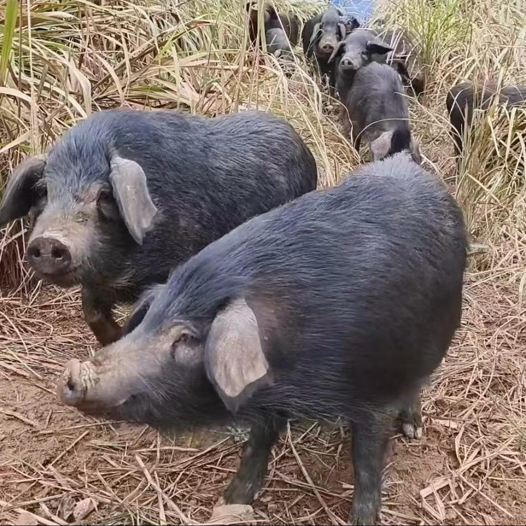 太行跑山猪丨鲜肋排