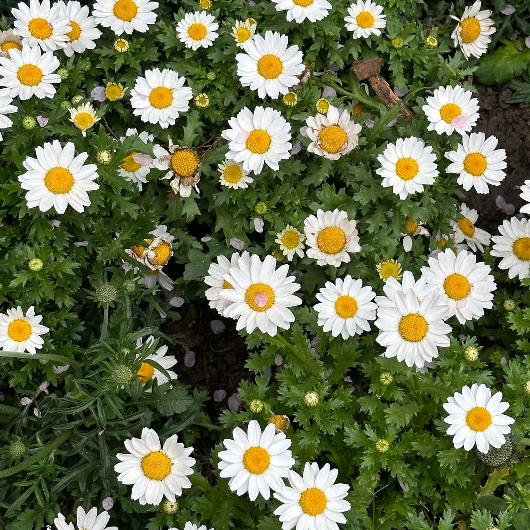 Lovely