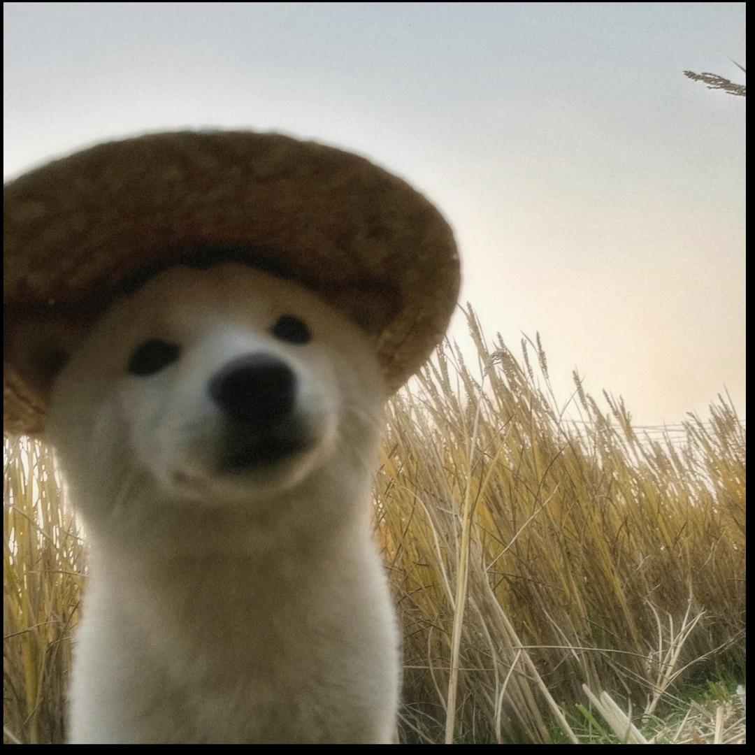 ㅤㅤㅤㅤㅤㅤㅤㅤㅤㅤㅤㅤㅤㅤ未