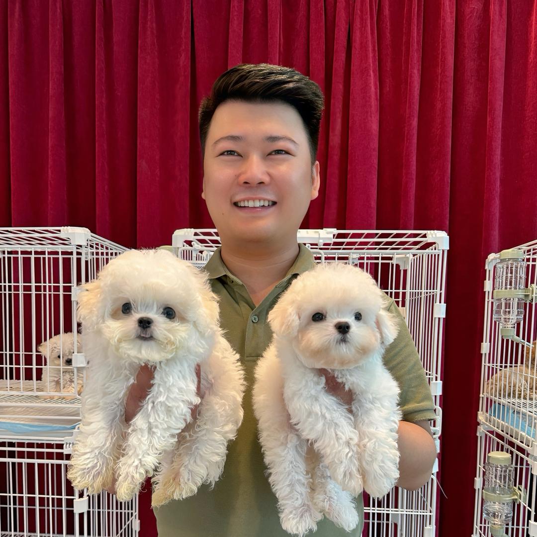 郑州大飞家的韩系小比熊