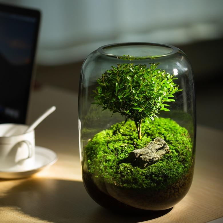 青苔上品桌面微景观