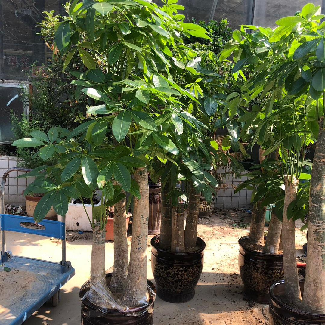 花美🌹花卉商行