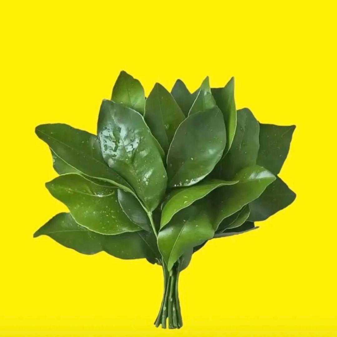杨哈哈呀🌵
