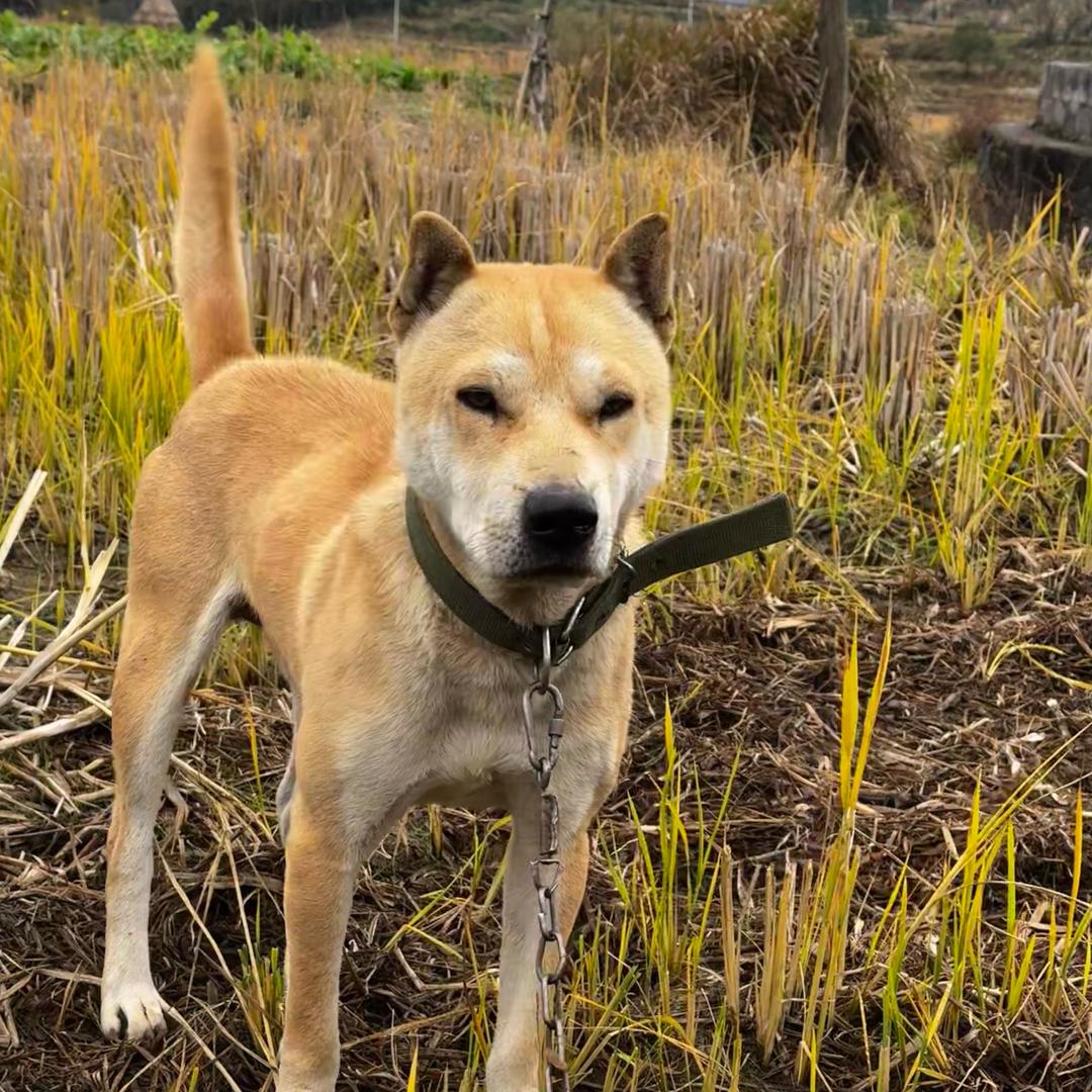 记录贵州三都土猎（小潘）