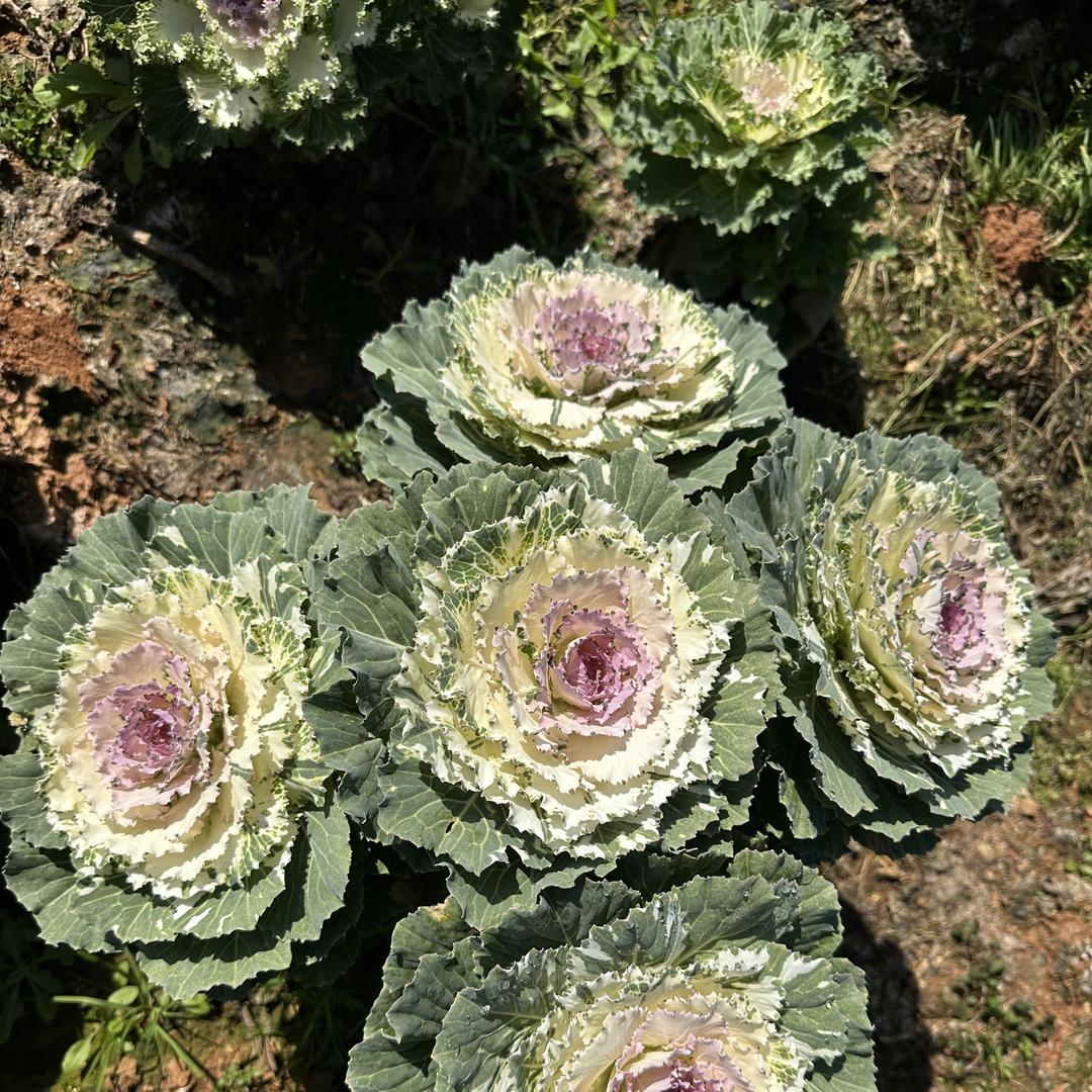 小杜同学的花园