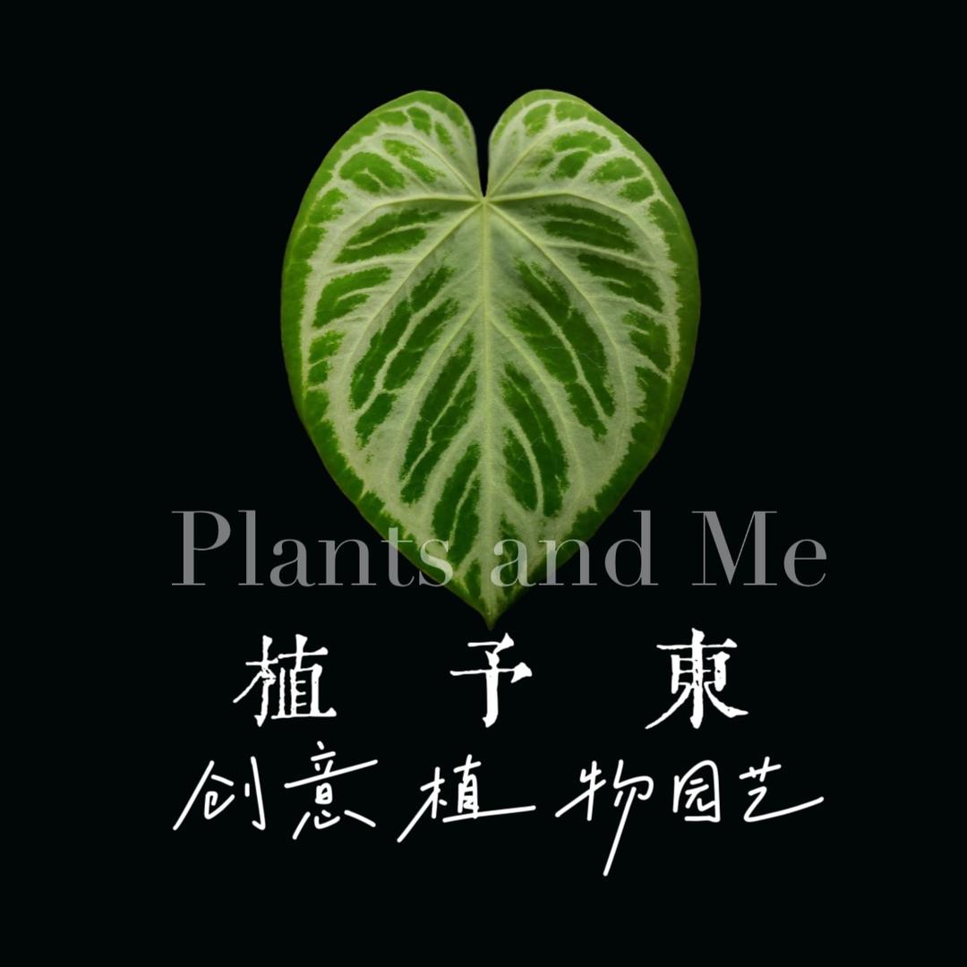 植予东｜创意植物园艺