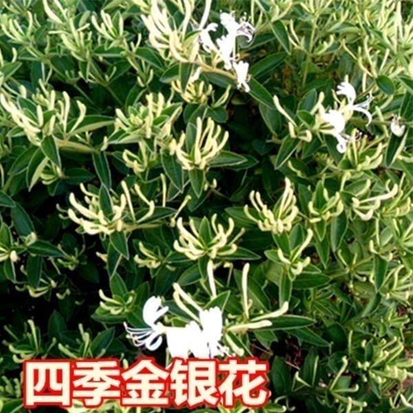 如愿花海