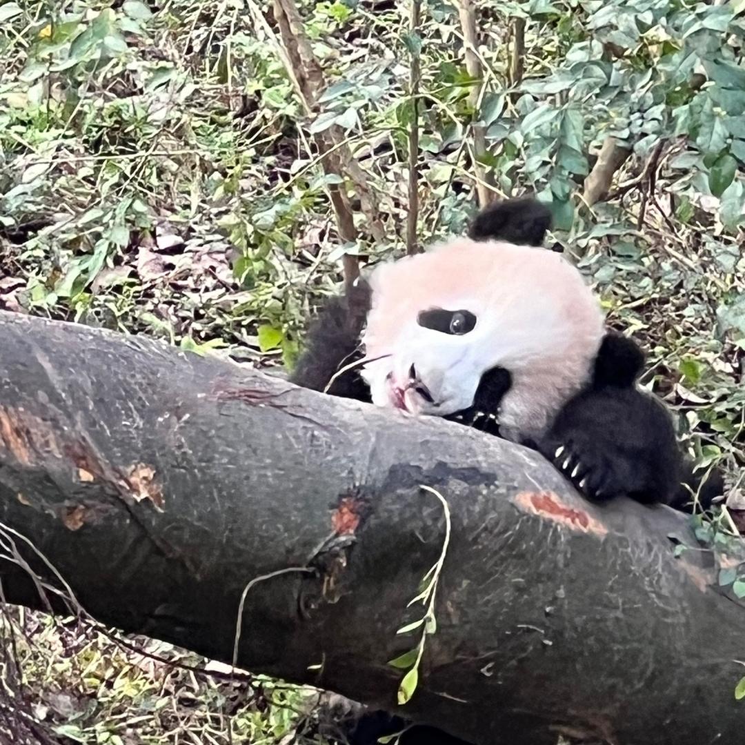 熊猫火山哥   陪伴莽小五