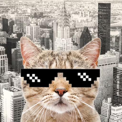 社工猫