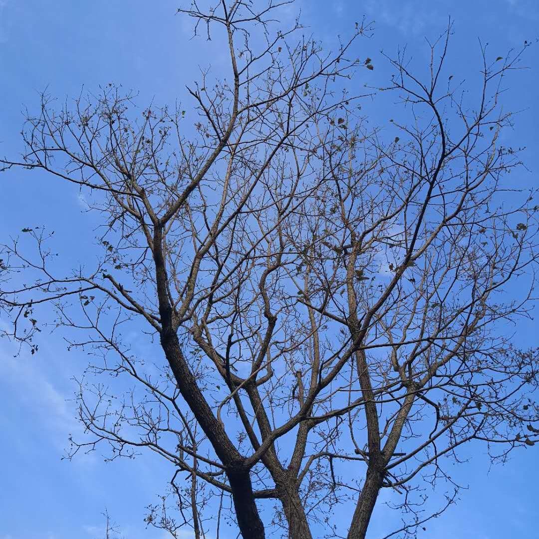 天空中的棉花糖