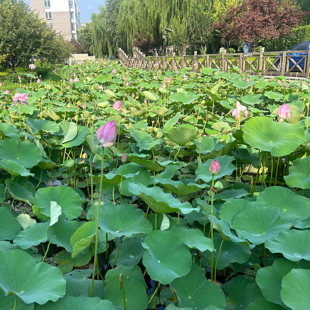 大智—金秋科技