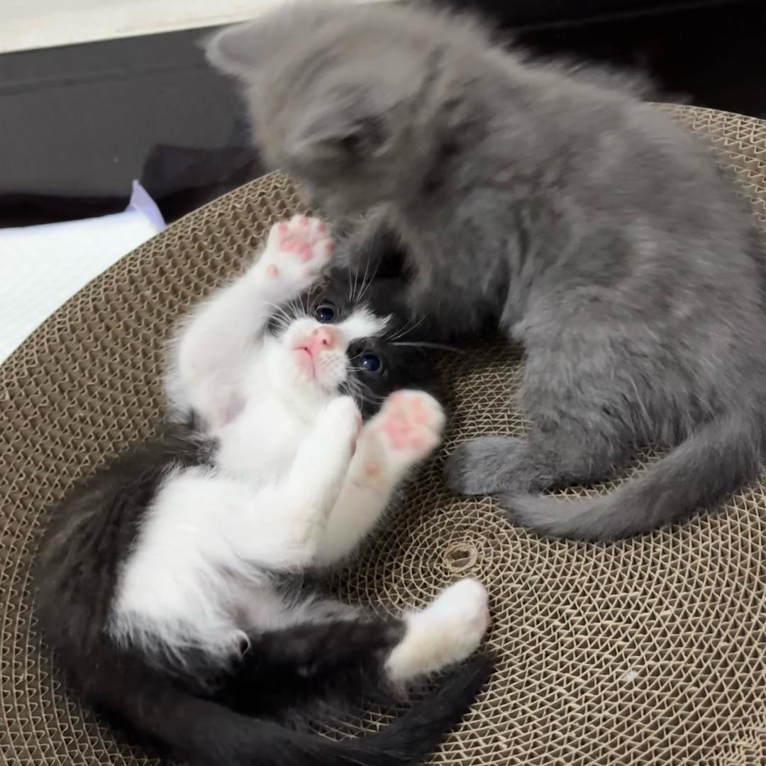 一只有钱一只北堂