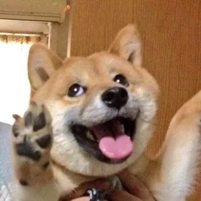 犬是靓仔（狗子）