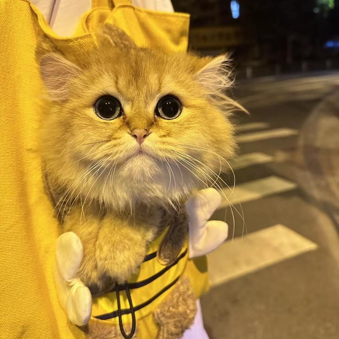 隔壁小麦