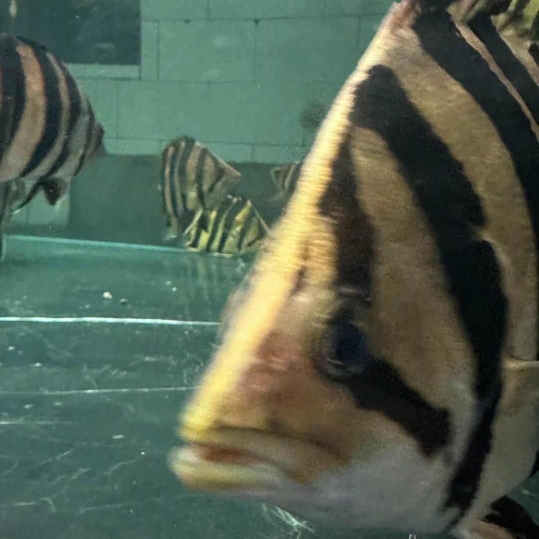 浪浪鉴虎🐟