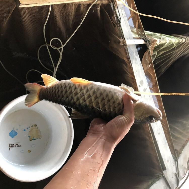 林春水产