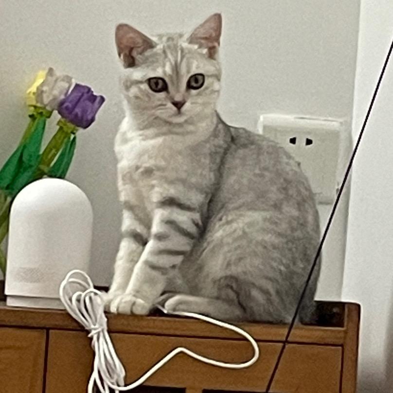 西红柿炒鸡蛋