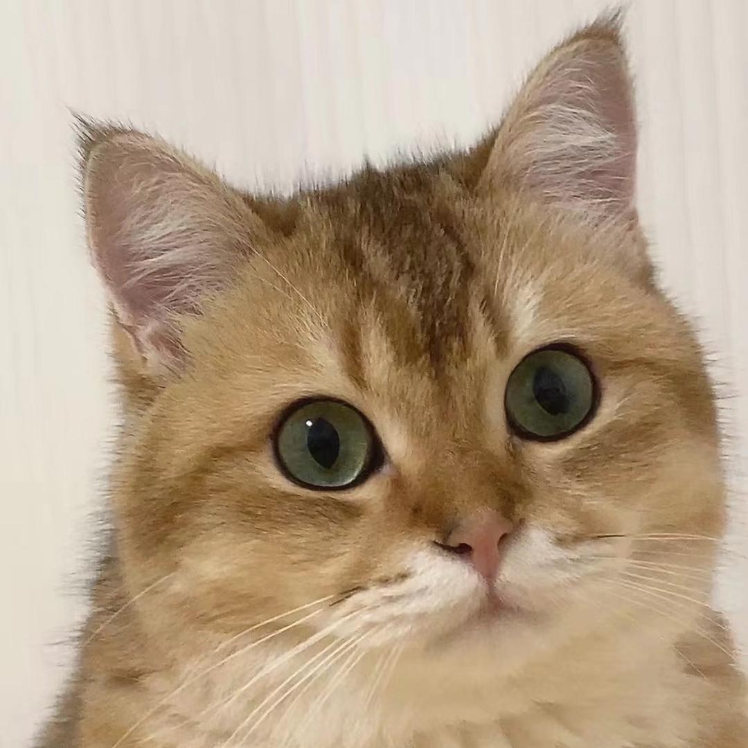 崽崽子