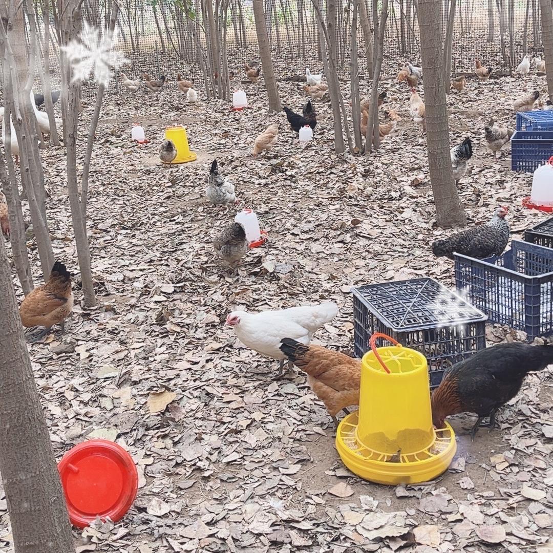 林园散养鸡
