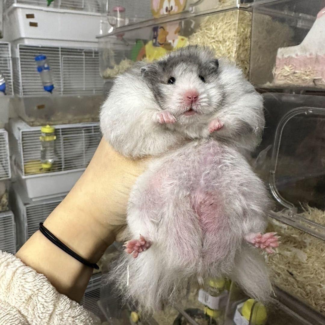 杭州艾瑞斯萌宠生活坊