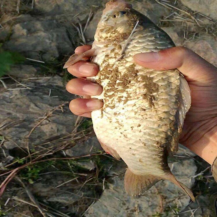 宾哥饵料渔具店