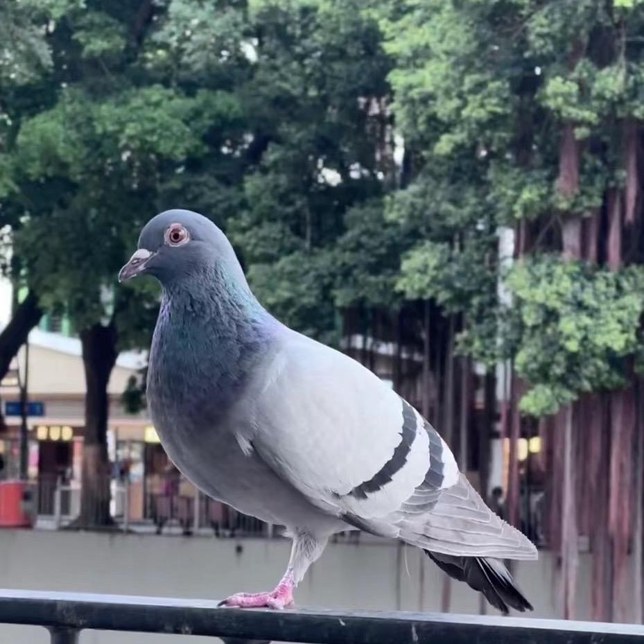 养鸽小天