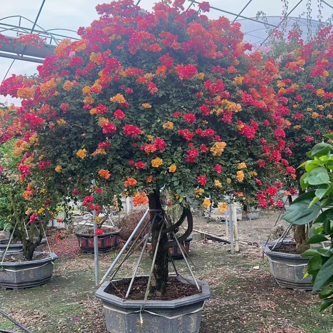 小丹花卉批发基地