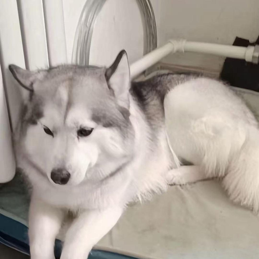 不拆家的二狗子