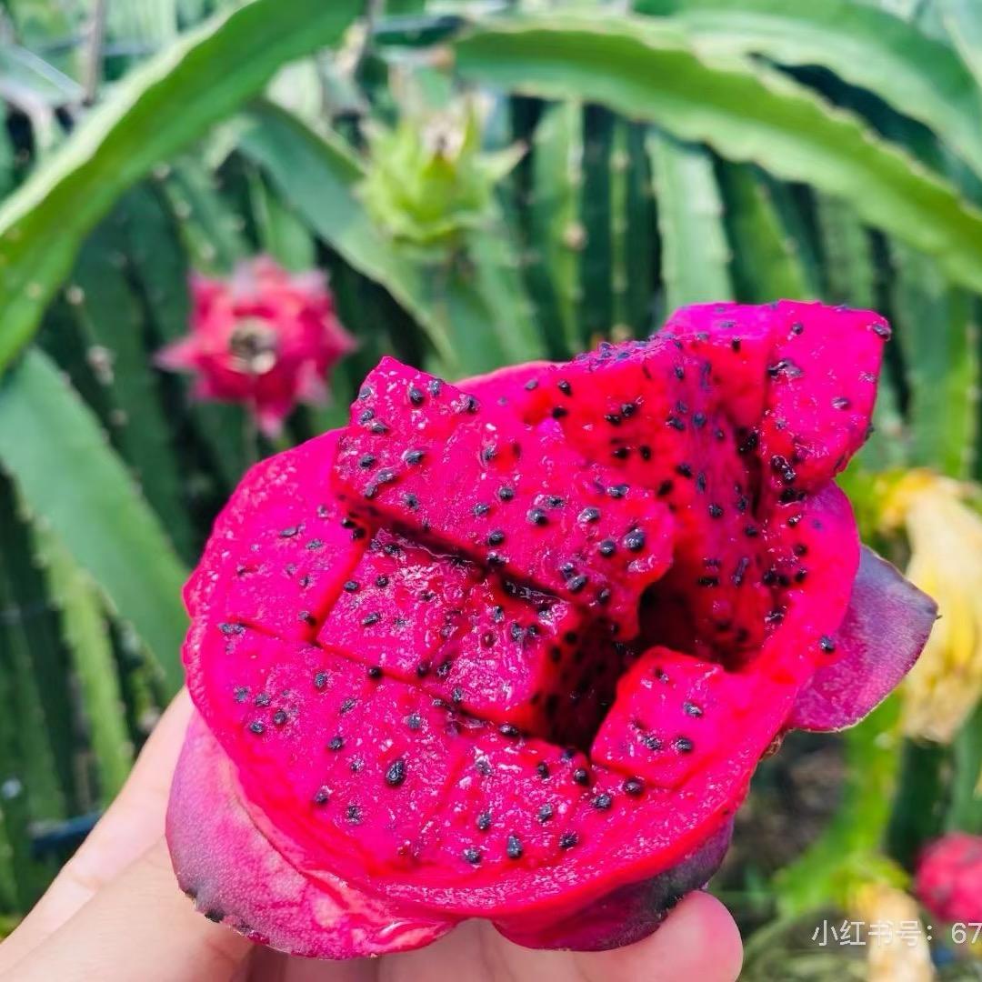 小谢哇