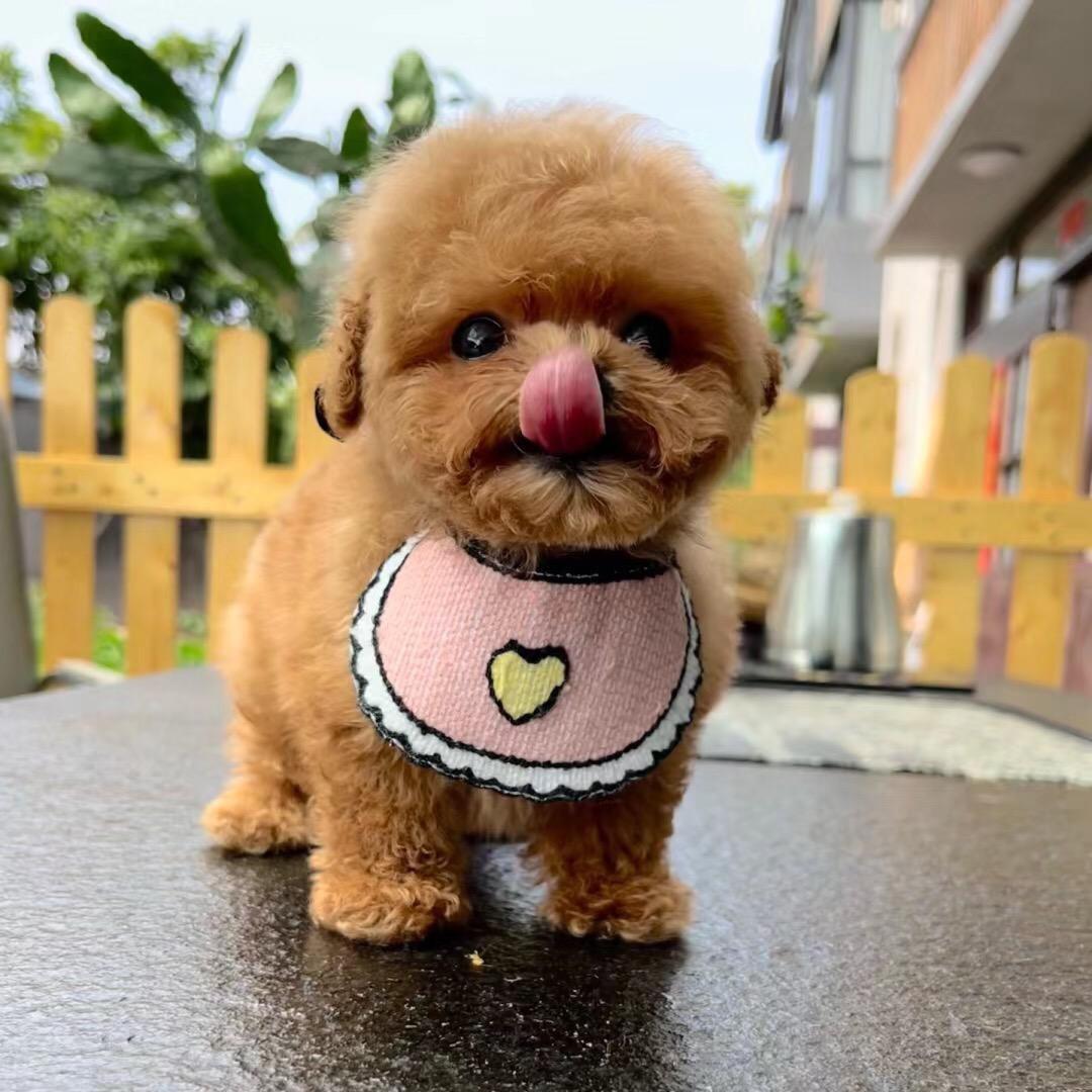 小易Y