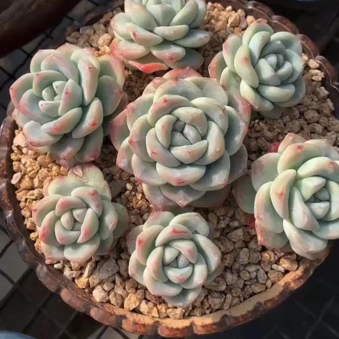 小杰的逸花园