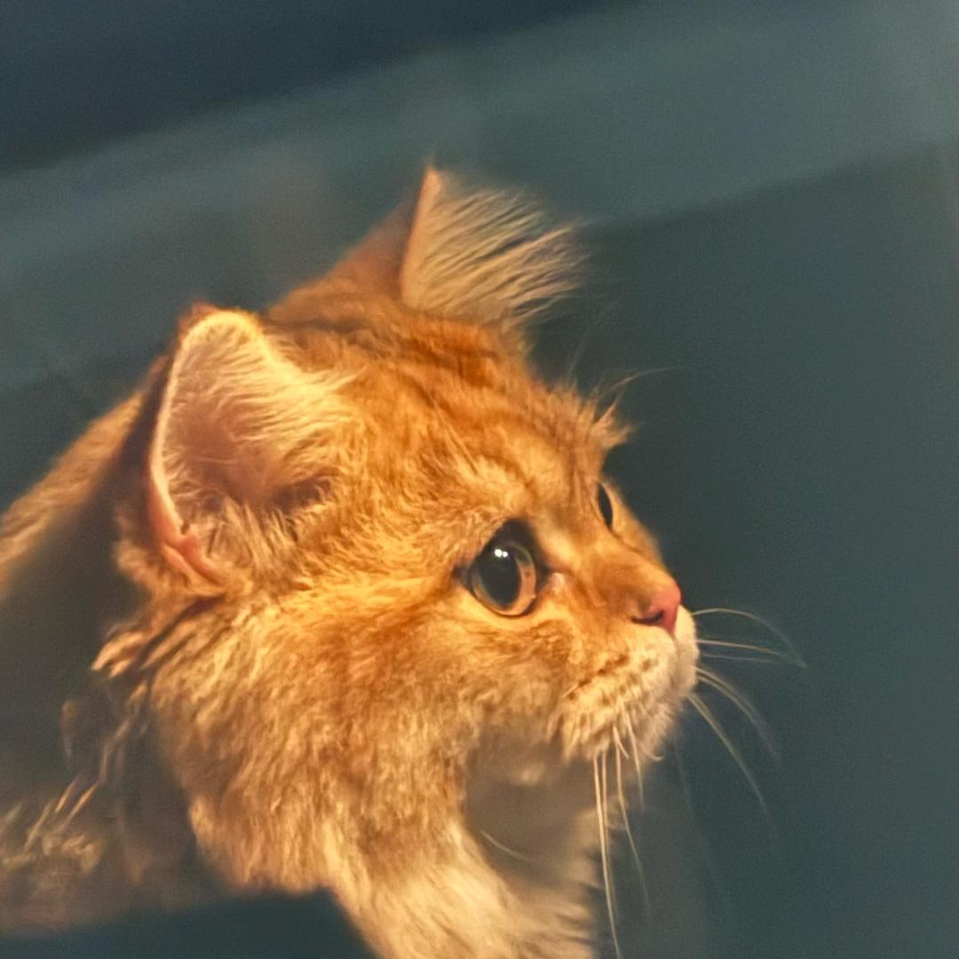 liru